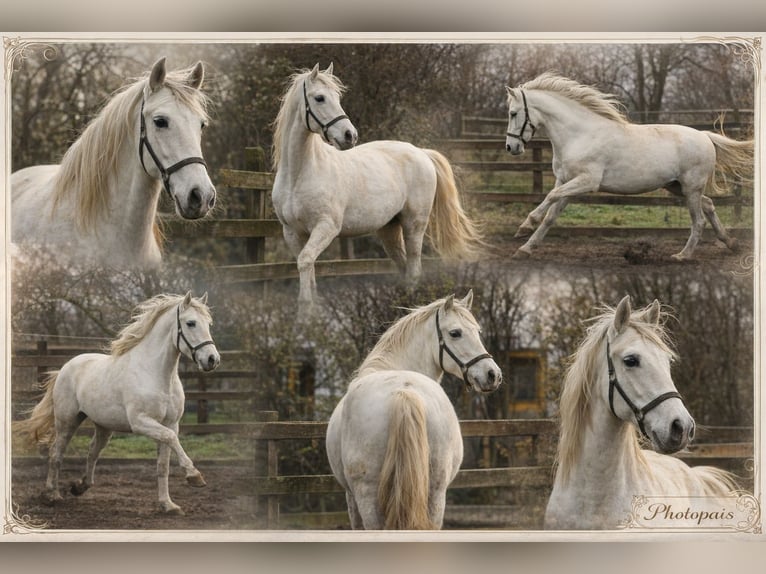 PRE Hongre 6 Ans 163 cm Gris in Polenz