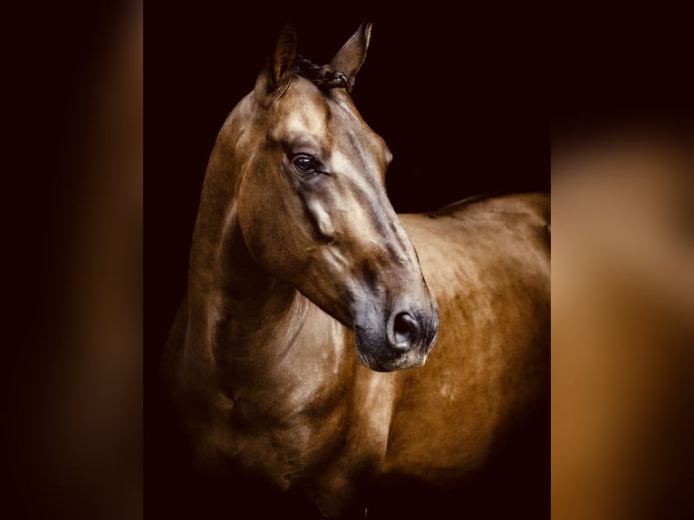 PRE Croisé Hongre 6 Ans 164 cm Bai brun in Dorsten