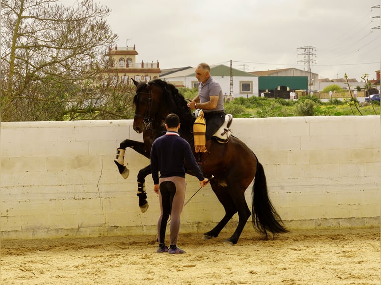 PRE Hongre 6 Ans 164 cm Bai brun in Br&#xFC;ggen