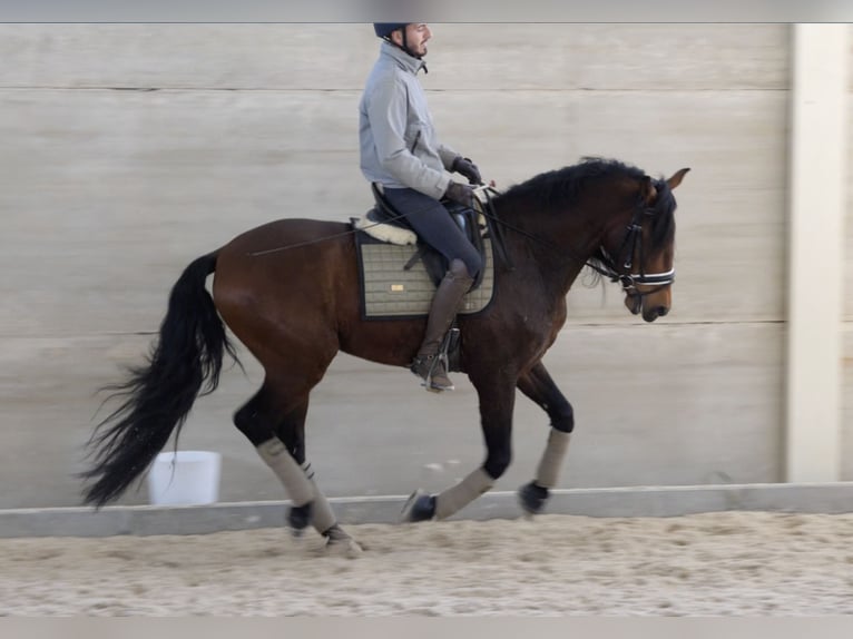 PRE Hongre 6 Ans 164 cm Bai cerise in Salamanca