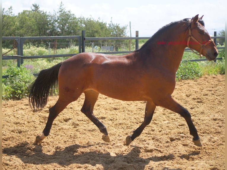 PRE Croisé Hongre 6 Ans 164 cm Bai in Pruna/Sevilla