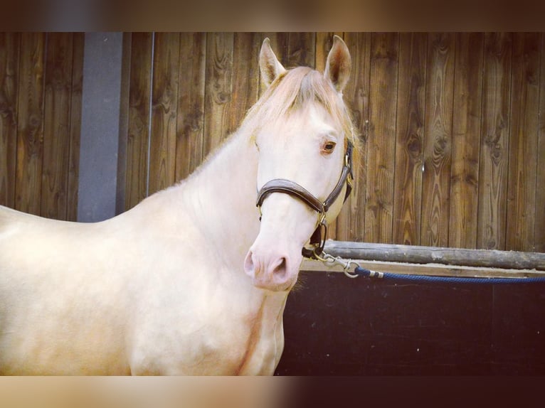 PRE Croisé Hongre 6 Ans 164 cm Cremello in Niddatal