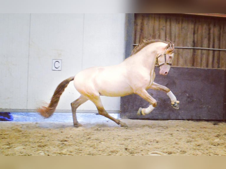 PRE Croisé Hongre 6 Ans 164 cm Cremello in Niddatal