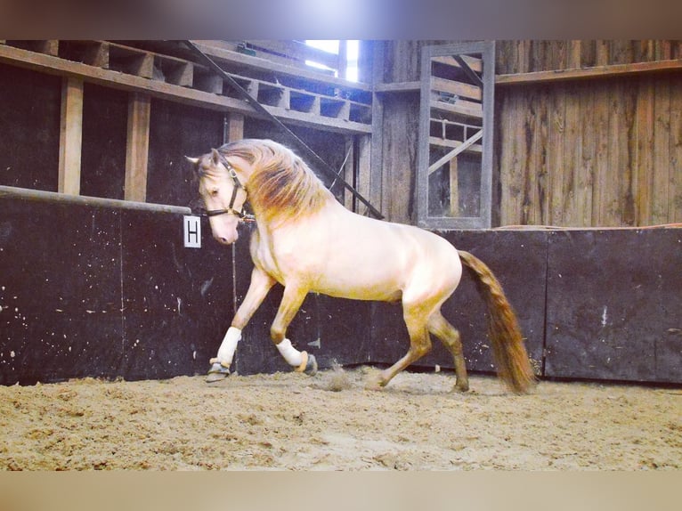 PRE Croisé Hongre 6 Ans 164 cm Cremello in Niddatal