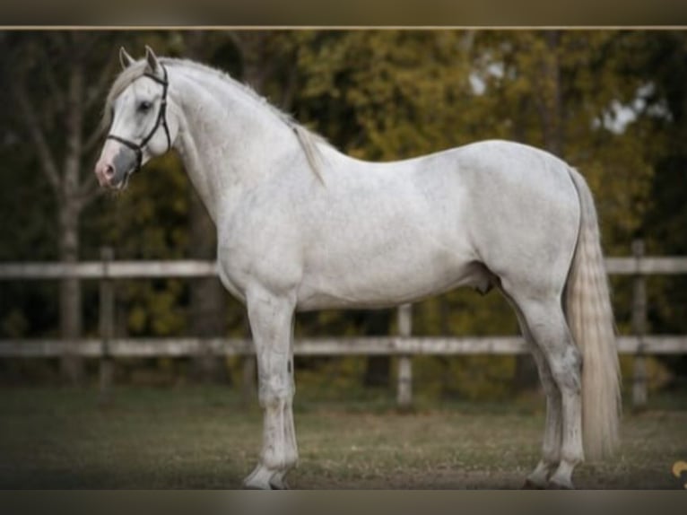 PRE Hongre 6 Ans 164 cm Gris in Gefrees