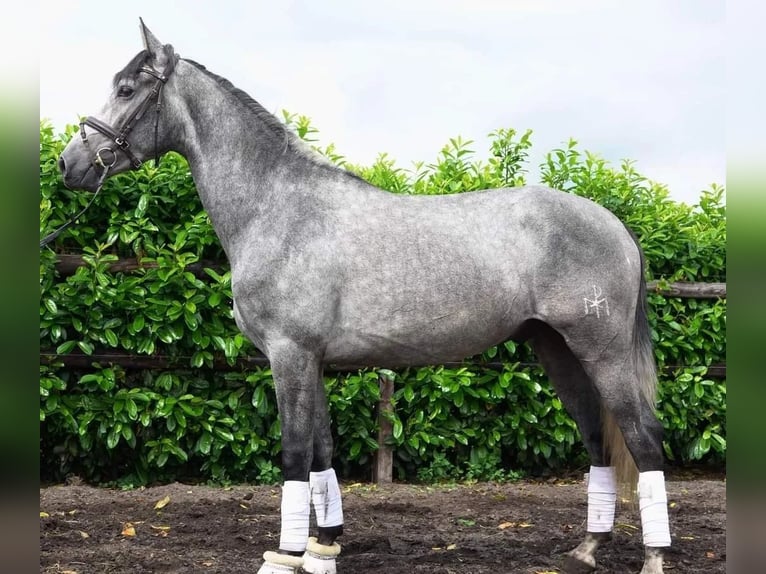 PRE Croisé Hongre 6 Ans 164 cm Gris pommelé in Boxtel