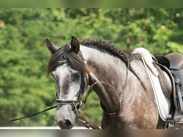 PRE Croisé Hongre 6 Ans 164 cm Gris pommelé in Frankenthal (Pfalz)