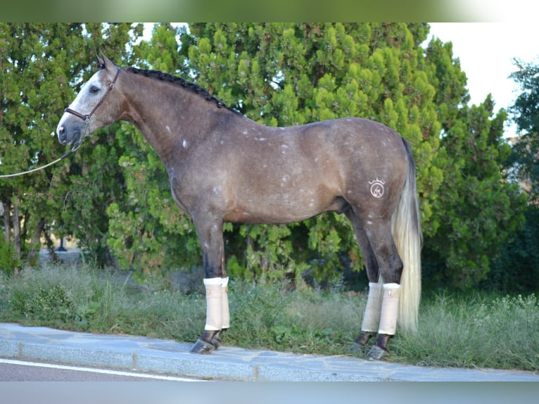 PRE Croisé Hongre 6 Ans 164 cm Gris pommelé in Kochanowo