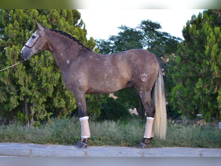 PRE Croisé Hongre 6 Ans 164 cm Gris pommelé in Kochanowo