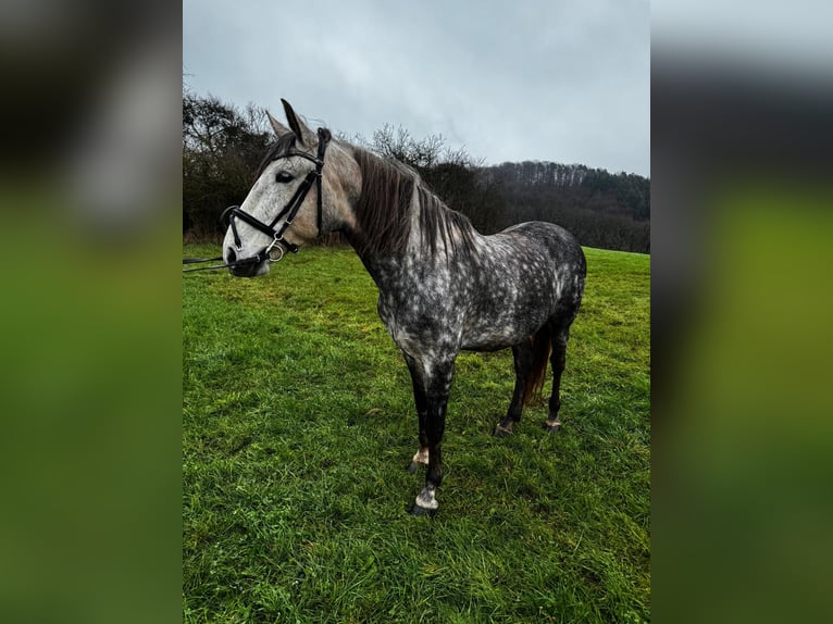 PRE Croisé Hongre 6 Ans 164 cm Gris pommelé in Waldeck