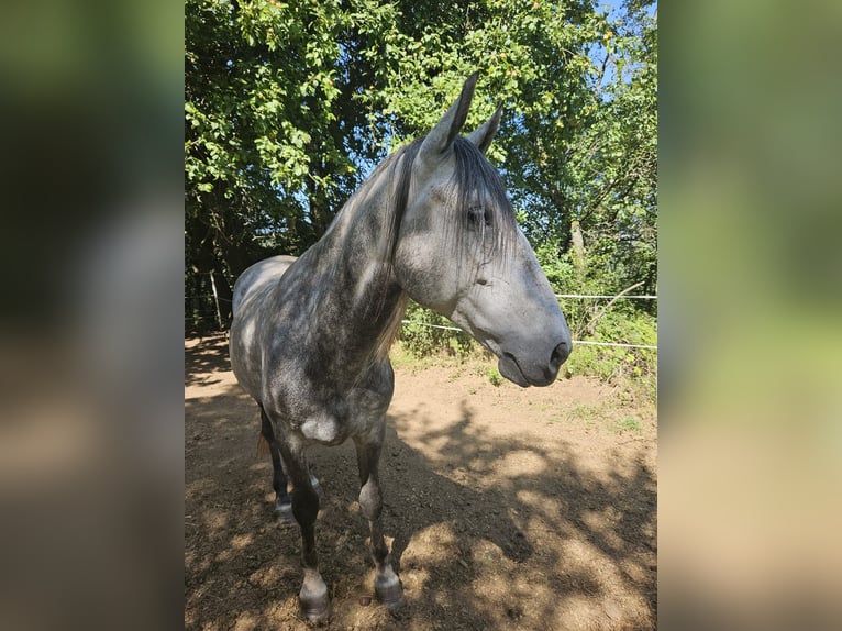 PRE Croisé Hongre 6 Ans 164 cm Gris pommelé in Waldeck