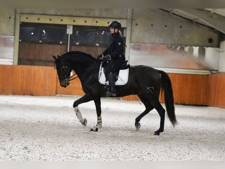 PRE Hongre 6 Ans 165 cm Bai brun in Heuvelland