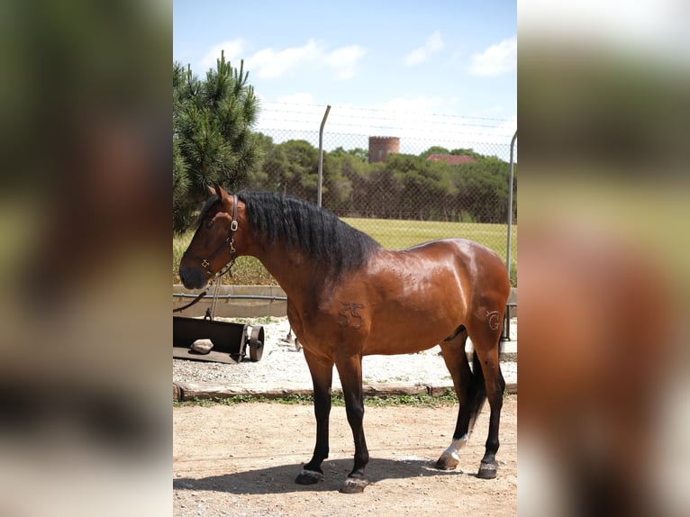 PRE Croisé Hongre 6 Ans 165 cm Bai cerise in Hamburg