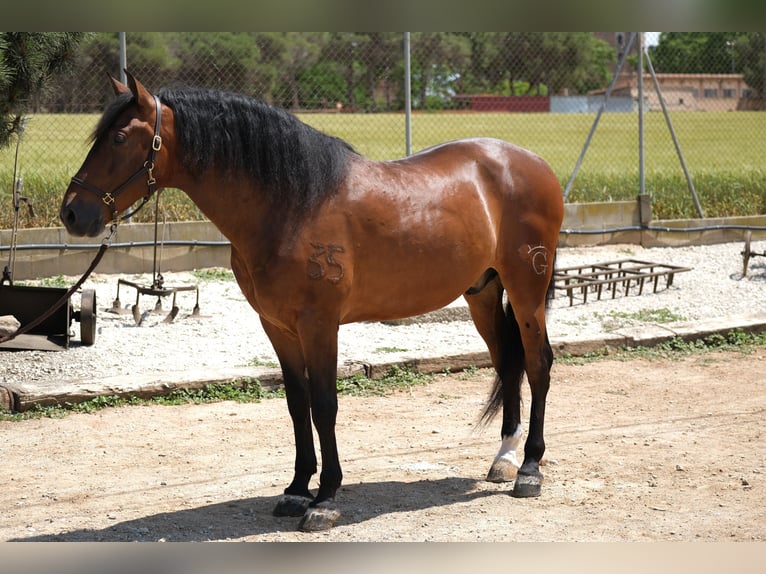 PRE Croisé Hongre 6 Ans 165 cm Bai cerise in Hamburg