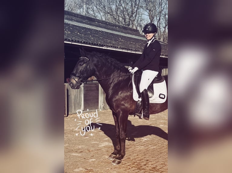 PRE Croisé Hongre 6 Ans 165 cm Buckskin in Grebenhain