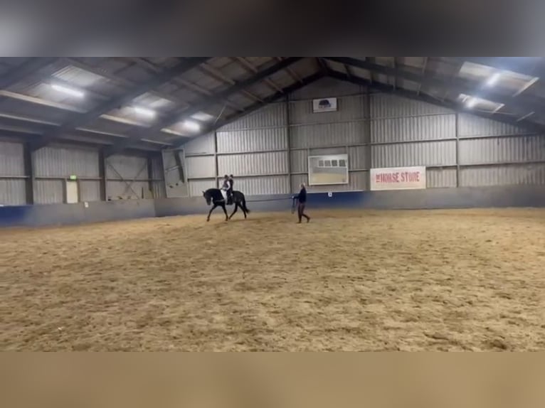 PRE Croisé Hongre 6 Ans 165 cm Buckskin in Grebenhain