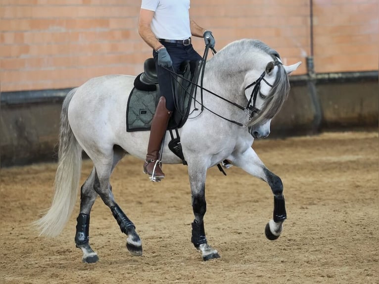 PRE Croisé Hongre 6 Ans 165 cm Gris in Navas Del Madro&#xF1;o