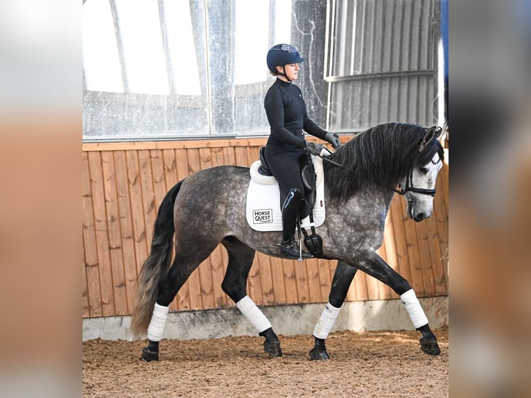 PRE Croisé Hongre 6 Ans 165 cm Gris in Steuden