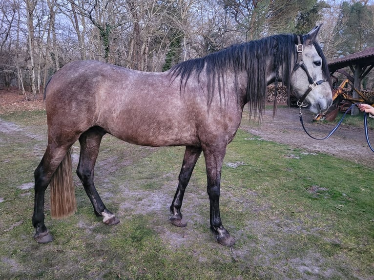 PRE Croisé Hongre 6 Ans 165 cm Gris noir in Réaup-Lisse