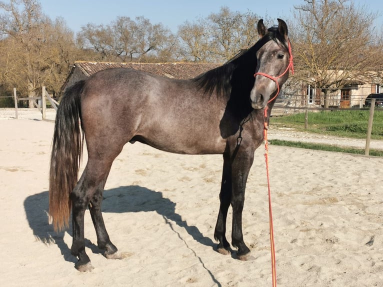 PRE Croisé Hongre 6 Ans 165 cm Gris noir in Réaup-Lisse