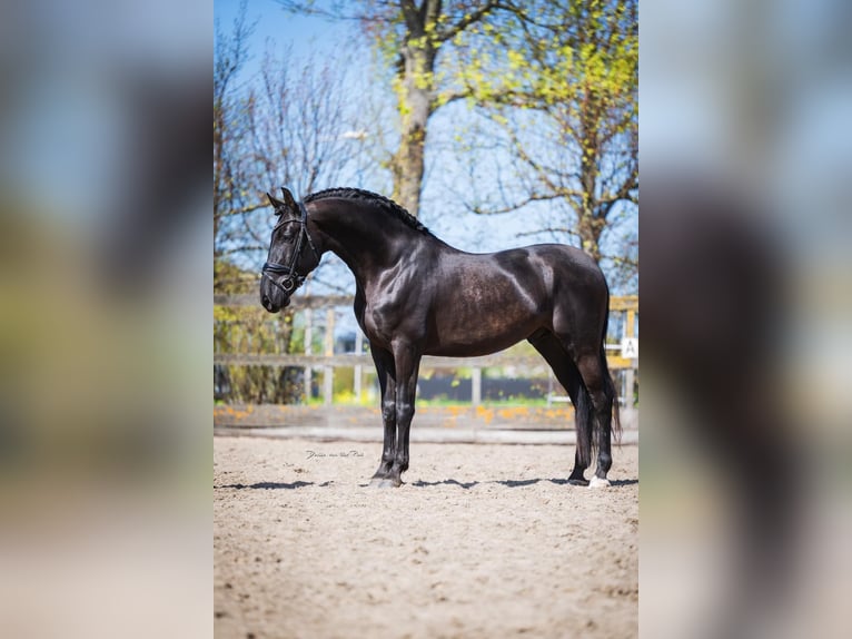 PRE Croisé Hongre 6 Ans 165 cm Noir in Poeldijk