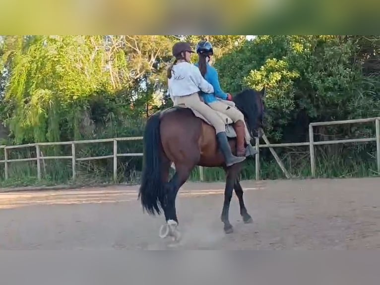 PRE Hongre 6 Ans 166 cm Bai in El Grau De Castello/Grao