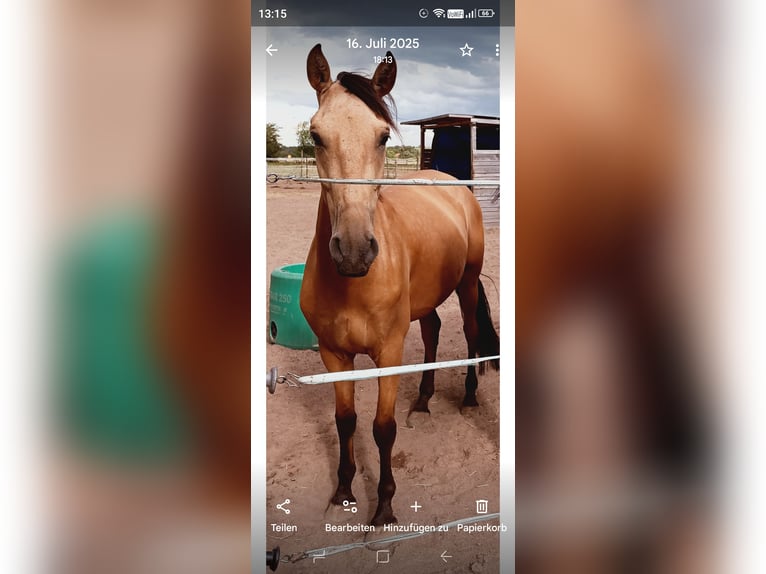 PRE Hongre 6 Ans 166 cm Buckskin in Weiterstadt