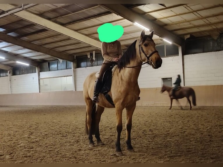PRE Hongre 6 Ans 166 cm Buckskin in Weiterstadt