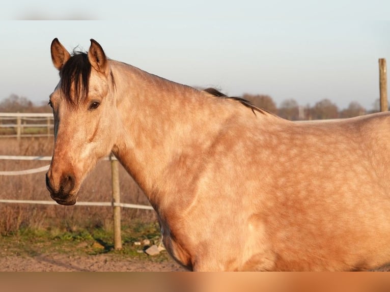 PRE Hongre 6 Ans 166 cm Buckskin in Weiterstadt