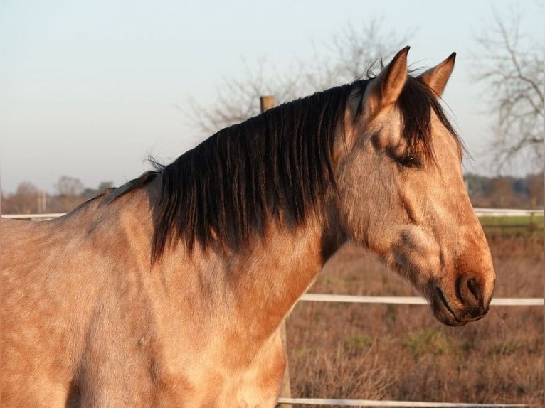PRE Hongre 6 Ans 166 cm Buckskin in Weiterstadt