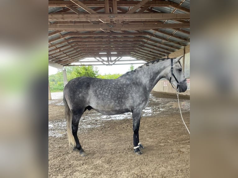 PRE Croisé Hongre 6 Ans 166 cm Gris in petitefontaine PRE Croisé Hongre 6 Ans 166 cm Gris in petitefontaine