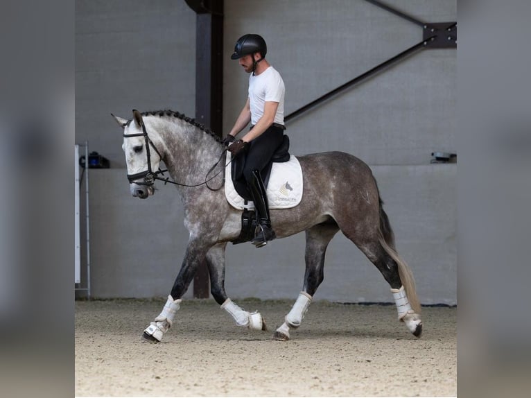 PRE Croisé Hongre 6 Ans 166 cm Gris in Asperup