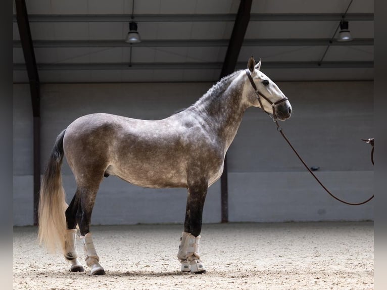 PRE Croisé Hongre 6 Ans 166 cm Gris in Asperup