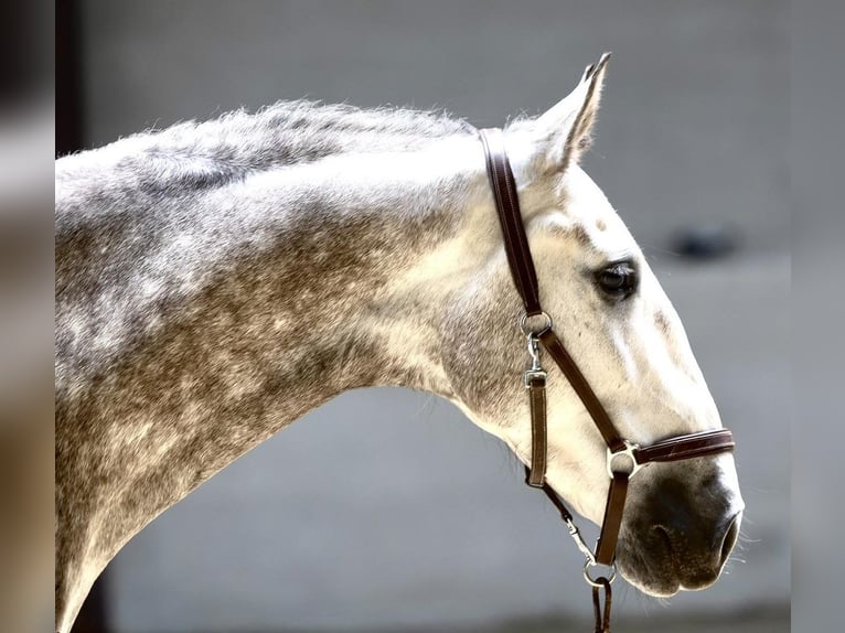 PRE Hongre 6 Ans 166 cm Gris in Maastricht