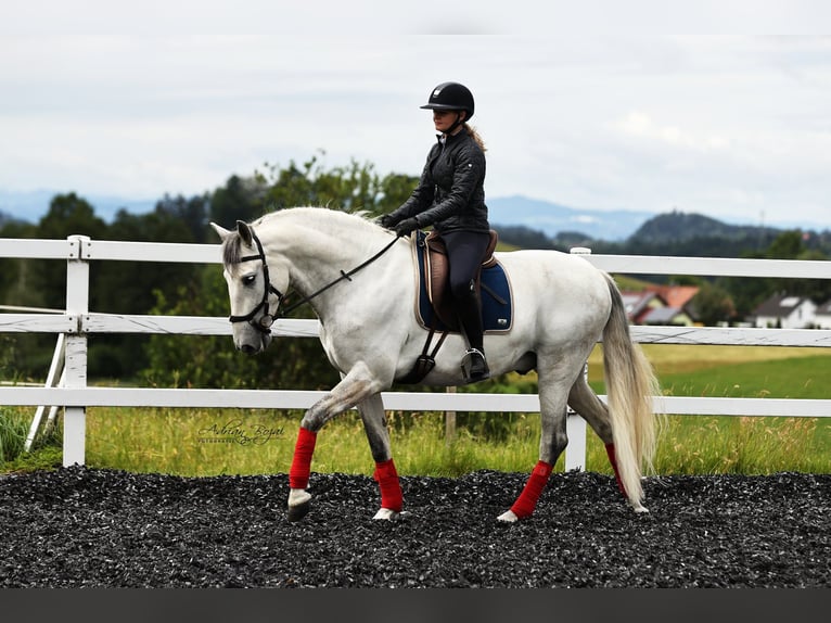 PRE Hongre 6 Ans 166 cm Gris in Niederstaufen