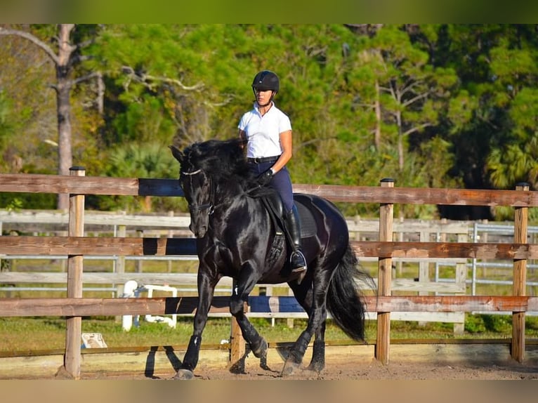PRE Croisé Hongre 6 Ans 166 cm Noir in Obertrebra