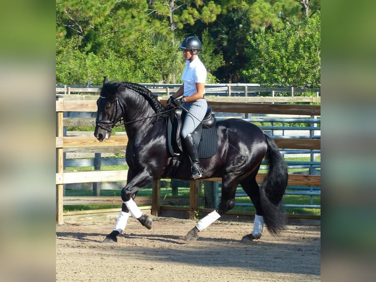 PRE Croisé Hongre 6 Ans 166 cm Noir in Obertrebra