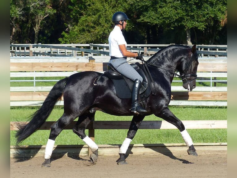 PRE Croisé Hongre 6 Ans 166 cm Noir in Obertrebra
