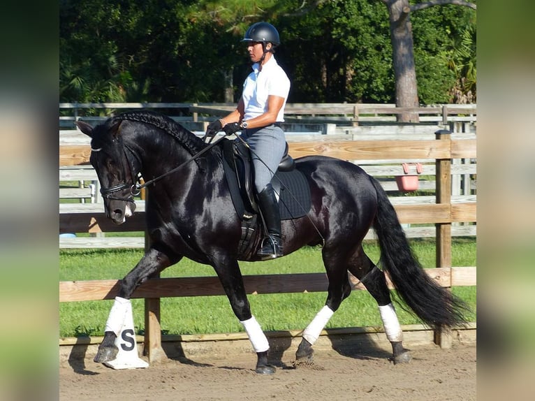 PRE Croisé Hongre 6 Ans 166 cm Noir in Obertrebra