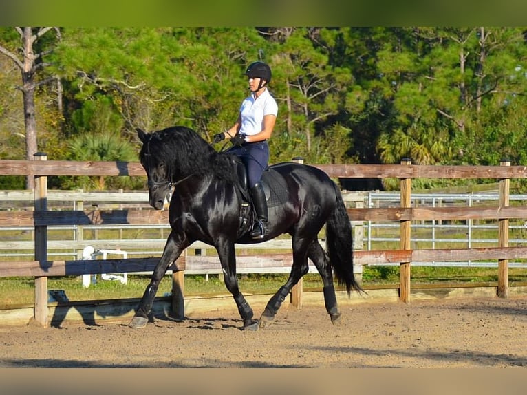 PRE Croisé Hongre 6 Ans 166 cm Noir in Obertrebra