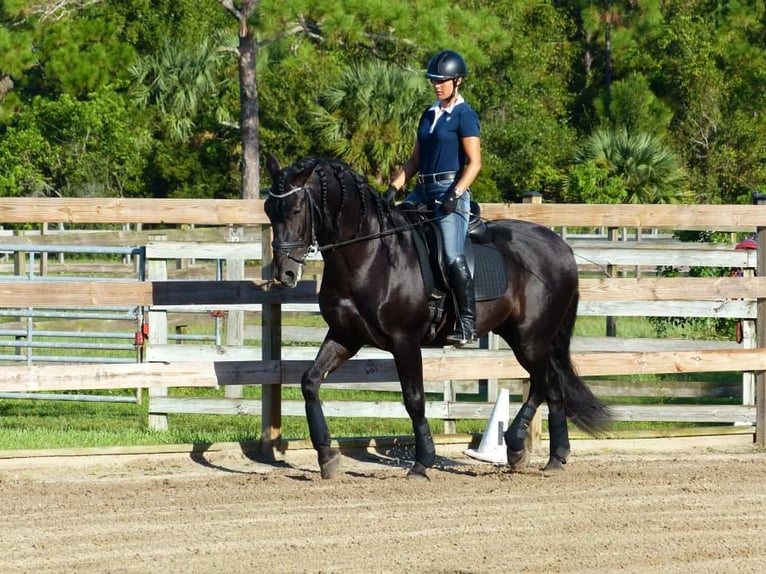 PRE Hongre 6 Ans 166 cm Noir in Heidesheim am Rhein