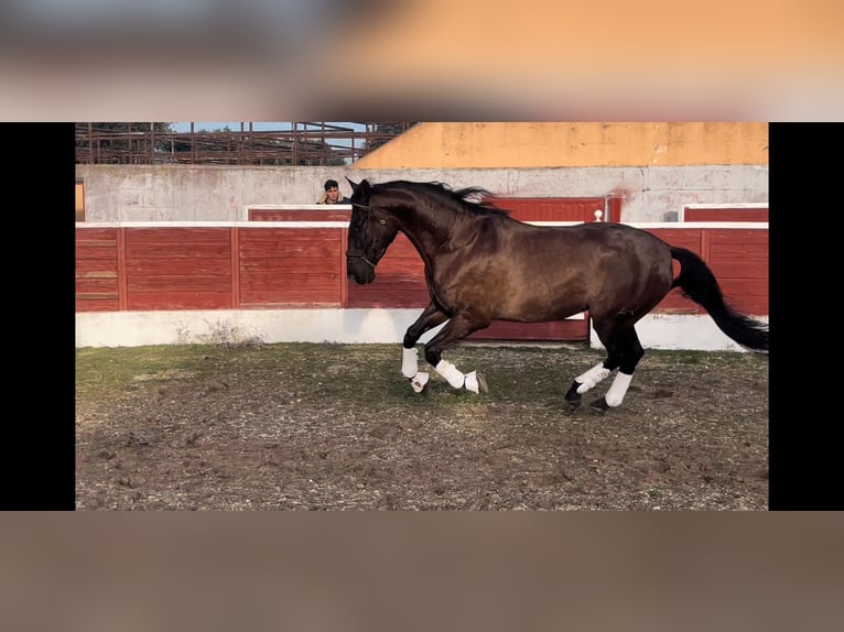 PRE Hongre 6 Ans 167 cm Bai brun in Peñaranda De Bracamonte