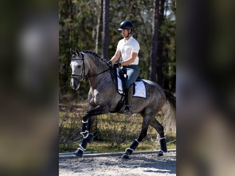 PRE Hongre 6 Ans 167 cm Gris in Breckerfeld
