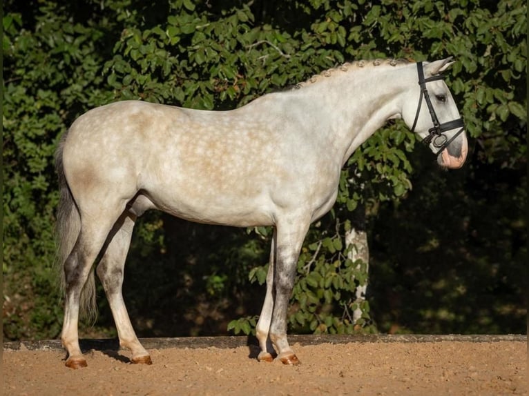PRE Hongre 6 Ans 167 cm Gris in Heldswil