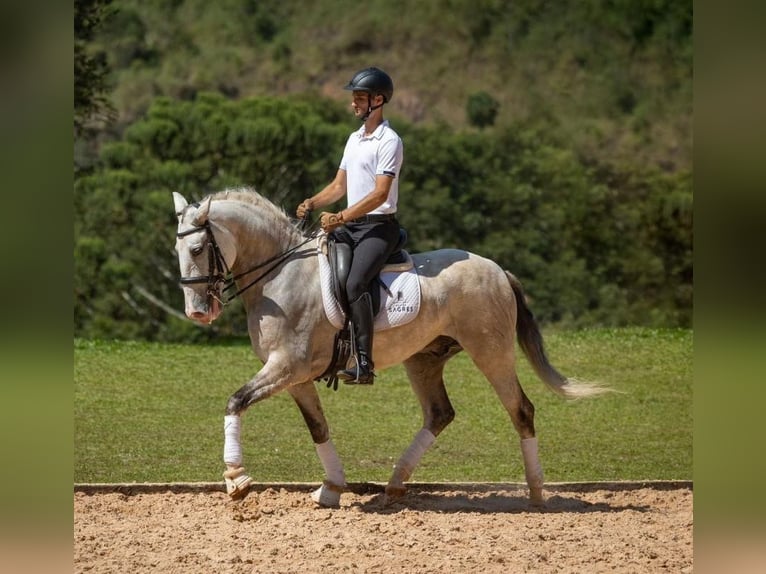 PRE Hongre 6 Ans 167 cm Gris in Heldswil