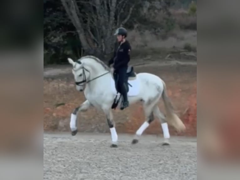 PRE Croisé Hongre 6 Ans 167 cm Gris in Ludwigsfelde