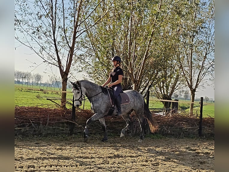 PRE Croisé Hongre 6 Ans 167 cm Gris in Meerkerk