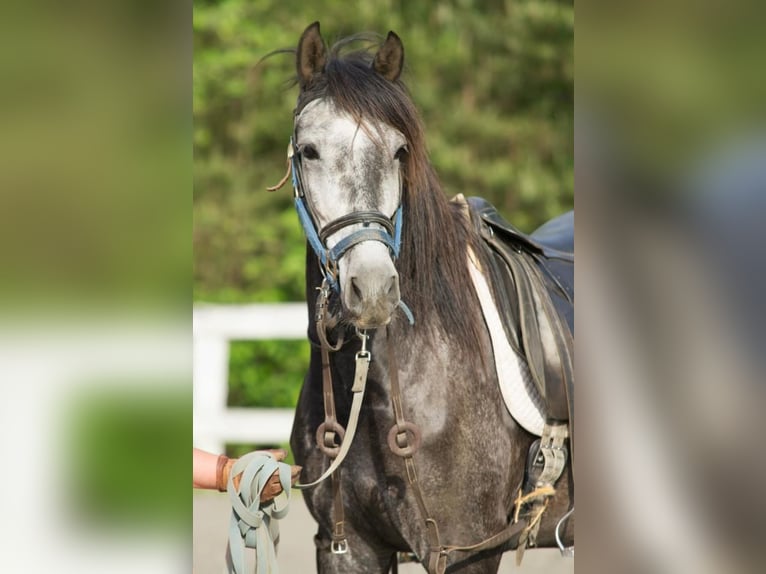 PRE Croisé Hongre 6 Ans 167 cm Gris pommelé in Dorsten