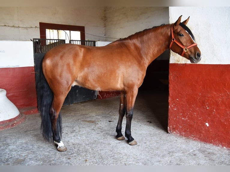 PRE Hongre 6 Ans 168 cm Bai in Provinz Cordoba