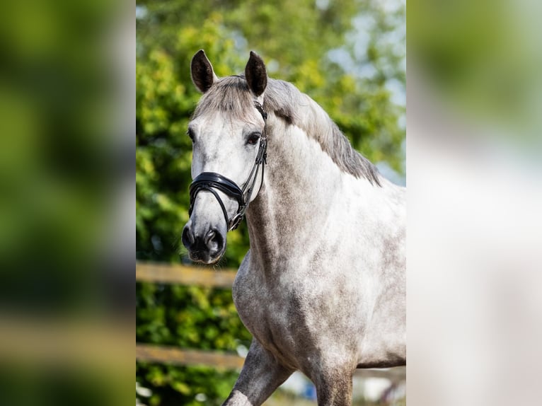 PRE Hongre 6 Ans 168 cm Gris in Sm